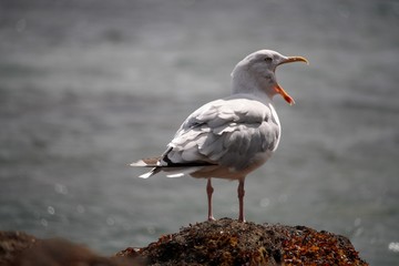Mouette