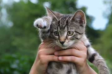 Kleine Winkekatze  Kinderhände halten Katze Kitten Welpe