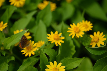 メランポジューム