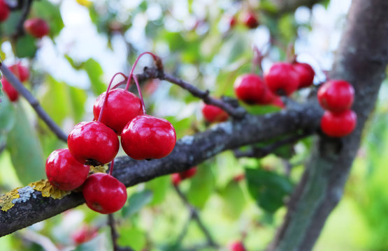 A branch of wild apple with red fruits