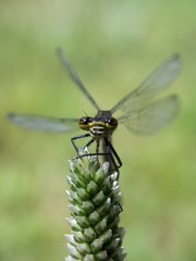 Dragonfly on the stalk plant