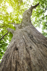 Obraz premium Nature of tree background