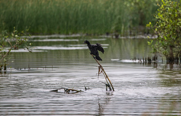 Shaky Cormorant