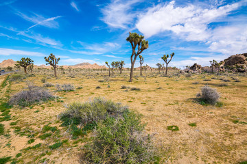 Naklejka premium Joshua Trees in Joshua Tree National Park, Riverside County and San Bernardino County, California, USA