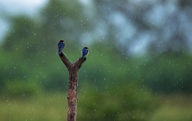 Swallows in rain
