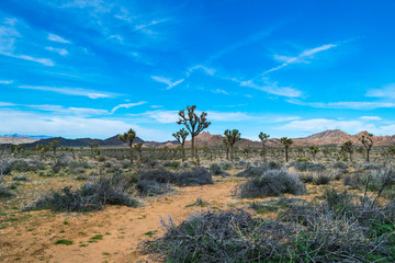 Joshua Trees in Joshua Tree National Park, Riverside County and San Bernardino County, California, USA