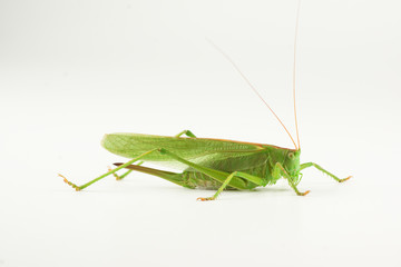 big green grasshopper