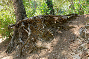 crimped roots of trees