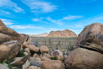 Joshua Trees in Joshua Tree National Park, Riverside County and San Bernardino County, California,...