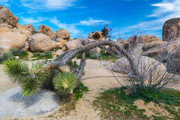 Joshua Trees in Joshua Tree National Park, Riverside County and San Bernardino County, California, USA