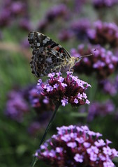 Butterfly on a flower