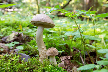 brown cap boletus growing on a green moss