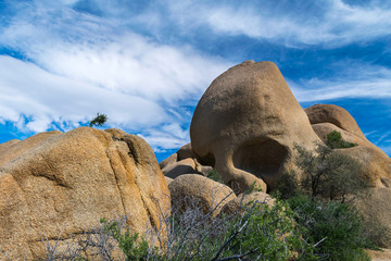 Joshua Trees in Joshua Tree National Park, Riverside County and San Bernardino County, California, USA