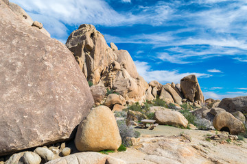 Joshua Trees in Joshua Tree National Park, Riverside County and San Bernardino County, California, USA