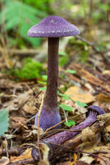 Cortinarius violaceus. angelfish purple. purple mushroom