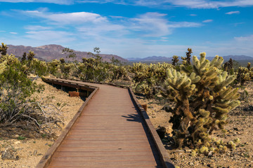 Fototapeta premium Joshua Trees in Joshua Tree National Park, Riverside County and San Bernardino County, California, USA