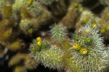 Joshua Trees in Joshua Tree National Park, Riverside County and San Bernardino County, California, USA