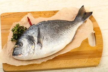 raw dorada fish