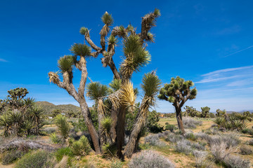 Fototapeta na wymiar Joshua Trees in Joshua Tree National Park, Riverside County and San Bernardino County, California, USA
