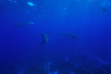 Naklejka na ściany i meble Three humpback whales, Megaptera novaeangliae, underwater in the Pacific ocean with a snorkeler watching, Rurutu island, Austral archipelago, French Polynesia