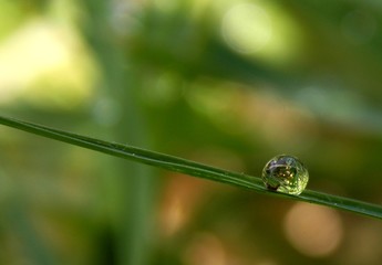 rain drops on the grass