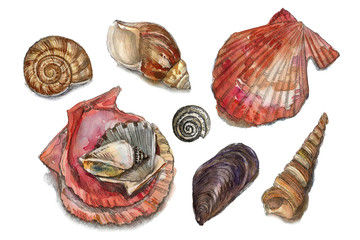 Watercolor set of seashells