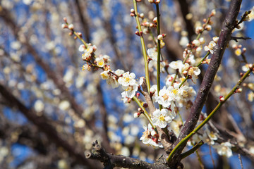 ふんわりとした梅の花