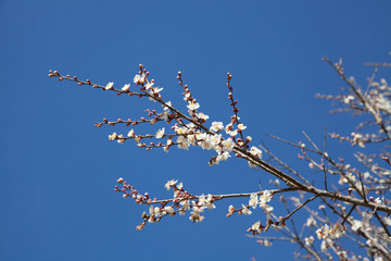 青空をバックに梅の花