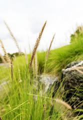 Grass flower in the garden