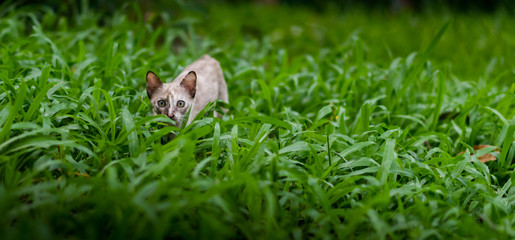 Cat on green grass in garden