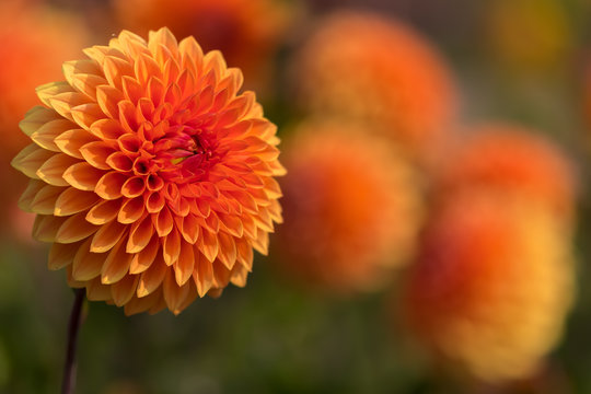 Orangefarbene Dahlien
