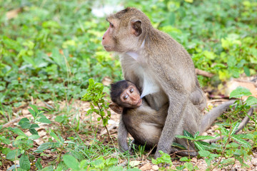 Naklejka na ściany i meble the monkey baby sucks its mother's breast milk. Good beautiful illustration for nature article and article about maternal care. Monkey feeds her baby