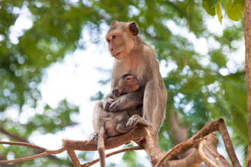 Monkey family : mother and her baby sit on the tree. Good beautiful illustration for nature and tropical topic or article