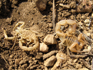 Close-up of Scorpion Buthus occitanus and his molt
