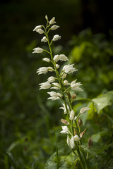 Obraz premium Orchideen, Alpen, Wasserfall, Natur, Insekten, Salamander, Blumen, Blüten