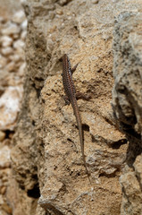 Mauer Eidechse auf einem Felsen. Aufgenommen auf einem Strand auf Malta