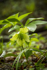 Orchideen, Alpen, Wasserfall, Natur, Insekten, Salamander, Blumen, Blüten
