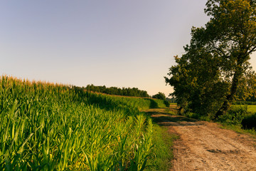 field of corn in the countryside at sunset