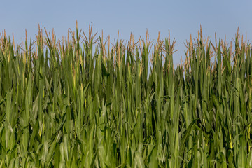 field of corn in the countryside at sunset