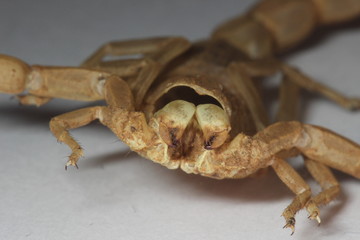 Macrophotography of a scorpion molting. The scorpion is a Buthus occitanus.