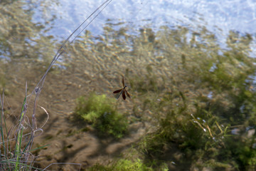 Dragonfly trapped in the canvas of a spider