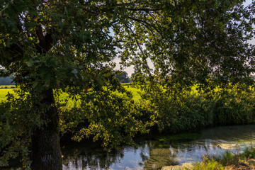 Fototapeta na wymiar a curved tree on the shore of a canal
