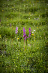 Orchideen, Alpen, Wasserfall, Natur, Insekten, Salamander, Blumen, Bl&uuml;ten