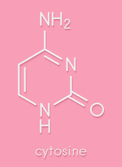 Cytosine pyrimidine nucleobase component. One of the bases found in DNA and RNA. Skeletal formula.