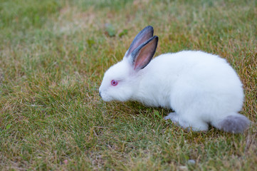 Cute white little rabbit with red eyes, walks on green grass