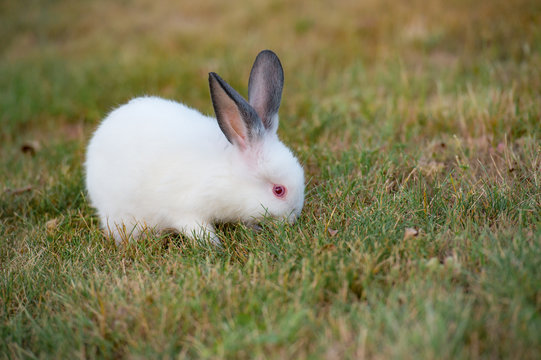Tiny fluffy white rabbit with red eyes and black ears, eats green grass