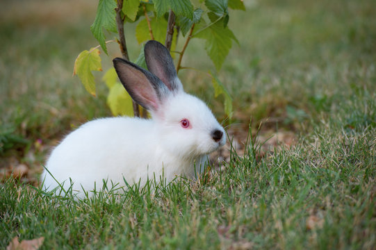 Cute little fluffy white rabbit with red eyes and black ears, next to a young currant bush.