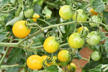 家庭菜園のミニトマト