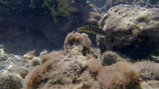 Underwater shot tracking several ornate wrasse fish swimming in the Mediterranean sea in the shore of Crete.