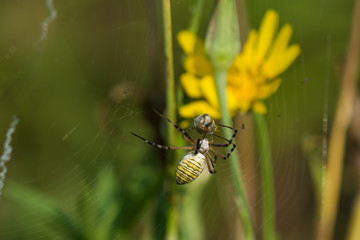 Macro photo of spider hunted his prey